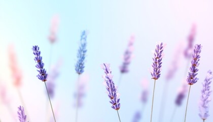 Obraz premium Delicate lavender blossoms against a soft pastel background