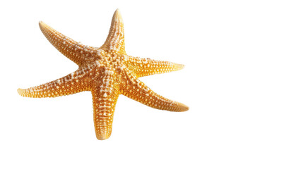 Common starfish isolated on transparent background: showing echinoderm anatomy