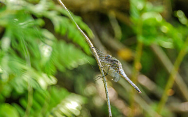 Chalk-fronted Corporal, Ladona julia, male, pruinose, wings  depressed to let thorax warm, basking...