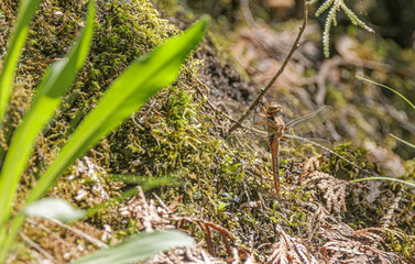 Chalk-fronted Corporal, Ladona julia, female, basking in sun