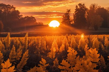 Magical Golden Autumn Sunset with Radiant Warm Glow Background