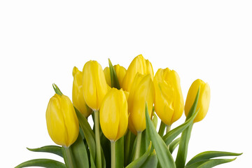 Naklejka premium Gorgeous bright yellow tulips with green leaves, isolated on white background, spring minimalistic card.