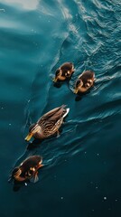 Obraz premium Mother duck and ducklings swimming in tranquil blue water
