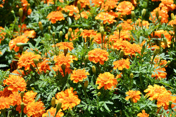 マリーゴールドの花畑