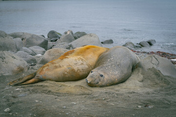 elephant seals in Antarctic territory