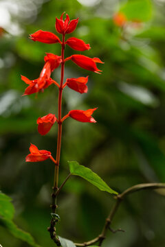 Flor em cacho de cor vermelha em forma de sino. 