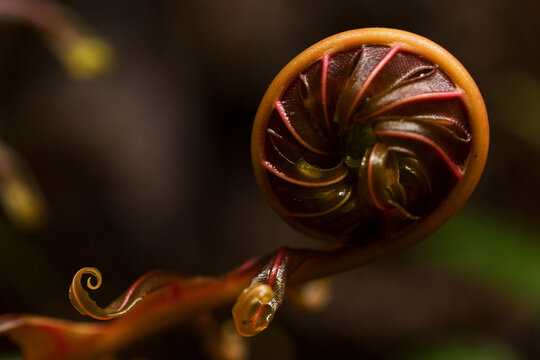 Broto de samambaia em forma de caracol. Planta encontrada no solo da Mata Atl&acirc;ntica Brasileira. 
