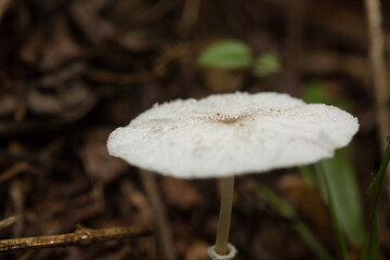 Cogumelo de chapéu branco encontrado no solo da Mata Atlântica Brasileira. 