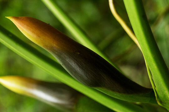 Planta com folhas de talo grande. 