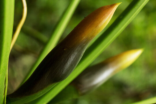 Planta com folhas de talo grande. 