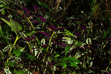 Obraz premium Folhas de plantas nativas de floresta tropical brasileira. 