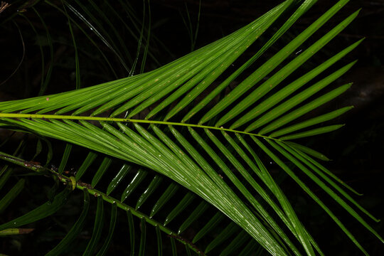 Folha de palmeira no escuro da floresta tropical. 