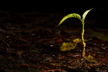 Pequena planta com duas folhas crescendo no solo da Mata Atlântica. 