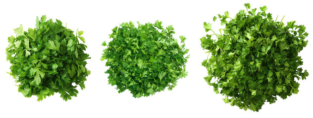 green grass isolated