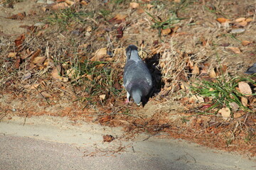 Image of pigeons searching for food on the Daecheongcheon trail
