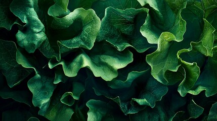 Lush, dark green lettuce leaves texture. Close-up view showing detail and natural variations in color and shape.