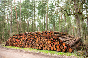Wood log, timber logging. Harvest of timber. Lumber industry business. Timber product warehouse. Tree log in forest. Pine tree log. Softwood lumber. Deforestation and logging. Stack of cut wood