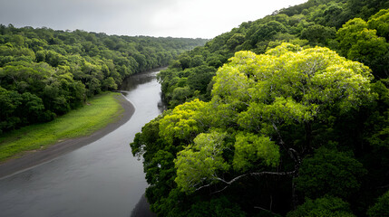 A winding river flows through lush green tropical vegetation landscape