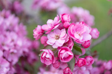 springtime sakura cherry blooming on branch. photo of springtime sakura bloom.