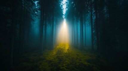 Fototapeta premium Mystical Forest Path Sunbeams in Foggy Woods