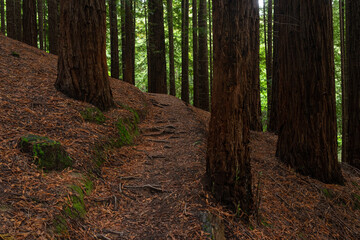 Sequoia forest of Monte Cabezon in Cabezon de la Sal, Cantabria, Spain.