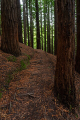 Sequoia forest of Monte Cabezon in Cabezon de la Sal, Cantabria, Spain.