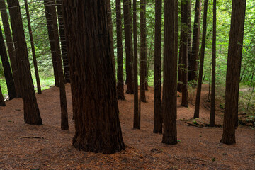 Sequoia forest of Monte Cabezon in Cabezon de la Sal, Cantabria, Spain.