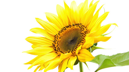 Obraz premium Sunflower blooming with transparent background showing its yellow petals and seeds