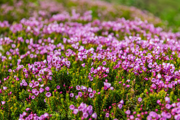 Obraz premium Mountain heather blossom. Pink mountain heather meadow flower. Meadow with wildflower of mountain heather flower in nature. Summer nature. Flowering plant. Flower of phyllodoce empetriformis