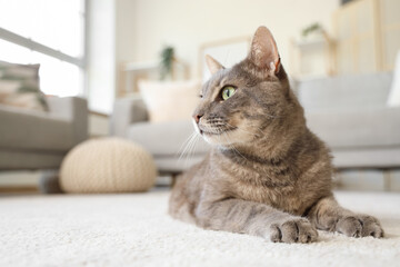 Cute cat lying on floor in living room