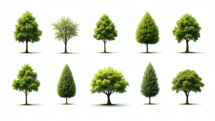 Fototapeta premium a collection of different lush green trees, various shapes and sizes, perfect for illustrating natural diversity