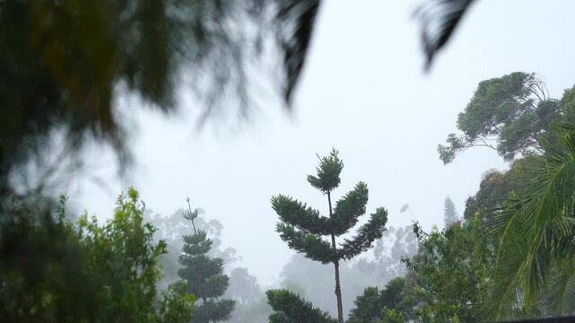 Pine trees are swaying by strong winds and heavy rain. tropical cyclone