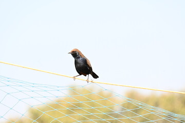Indian robin or Copsychus fulicatus bird. It is a species of passarine bird in the...