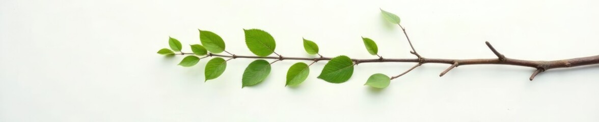 Naklejka premium Long curved branch stretching on white surface with light, simple, leafy
