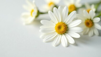 Obraz premium Pure white chamomile petals on a clean surface, isolated, bloom, chamomile