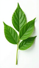 Obraz premium Single isolated leaf branch with veins isolated on a white surface, texture, botanical