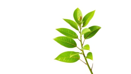 Fototapeta premium Single vibrant green plant, isolated on pure white background, isolated, stem