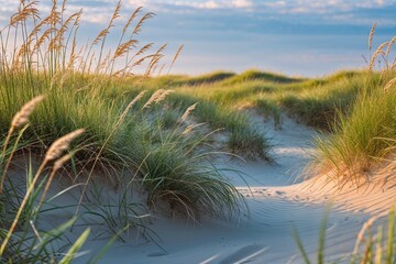 Fototapeta premium Rhythm of Beach Grass in Sandy Dunes During Summer in Nature Background