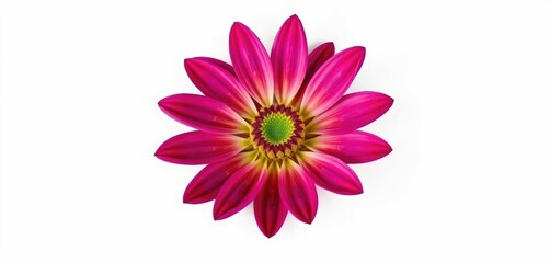 Fototapeta premium A single, vibrant flower, petals perfectly formed, against a pure white backdrop, one, green