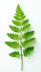 Delicate fern branch on white surface isolated, plants, abstract, leaves