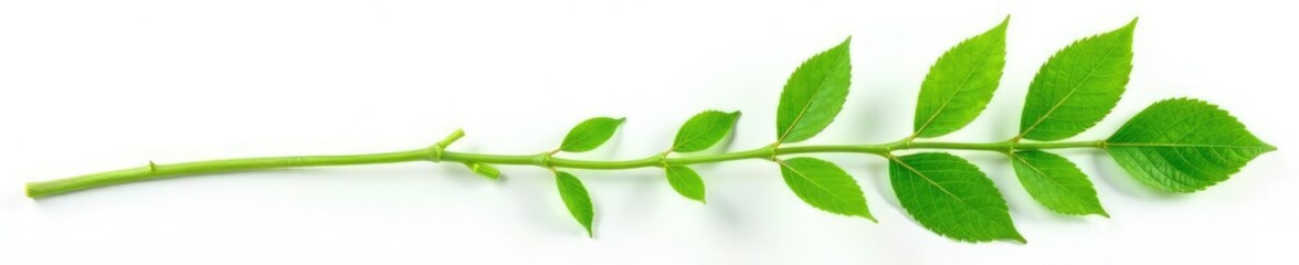 Fototapeta premium Isolated green stem with leaves against white, botanical, stem