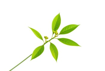 Single vibrant green plant, isolated on pure white background, environment,  simple