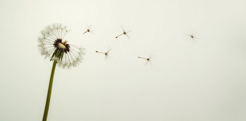 Dandelion seed blowing away in the wind on a white background , spring, foliage, bloom