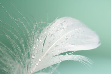 Fluffy white feather with water drops on light turquoise background, closeup
