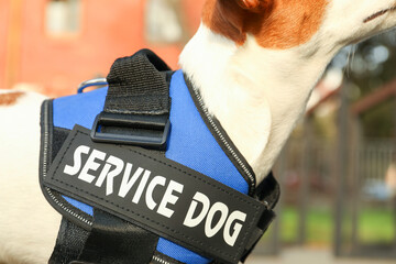Cute Jack Russell Terrier wearing service dog vest outdoors, closeup