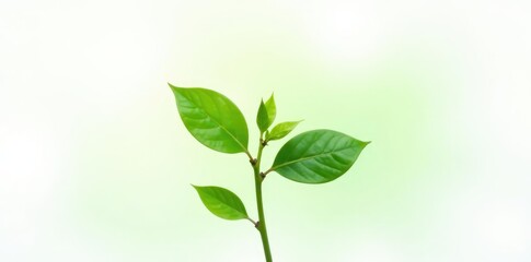 Obraz premium Small green plant with leaves isolated on white background, botany, foliage, natural elements