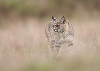 Coyote (Canis latrans) - Point Reyes National Seashore, Northern California, North America