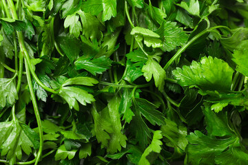 Fresh parsley leaves as background, closeup view