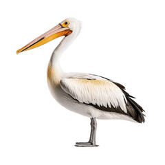 Majestic white pelican showcasing vibrant plumage