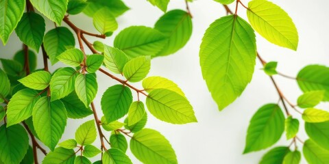 Fototapeta premium Vibrant green leaves, intricate details, clean white backdrop, green, background